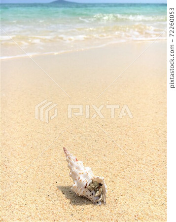 A hermit crab living in a luxurious shell 72260053