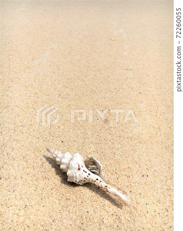 Beautiful shellfish on a beautiful sandy beach on a remote island 72260055