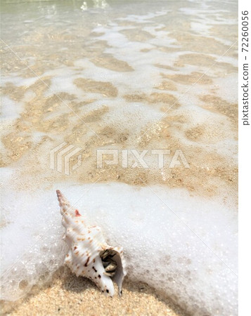 Okinawa Miyakojima's beautiful sea, beautiful shells, and hermit crabs living in the beautiful shells Okinawa Miyakojima's beautiful sea, beautiful shells, and hermit crabs living in the beautiful shells 72260056