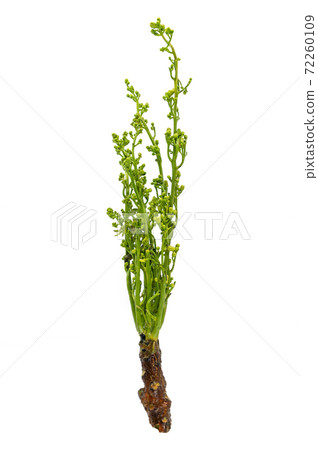 Isolated Siamese neem tree or Sa Dao in the Thai language, image on white background. Neem tree or Azadirachta indica in science name. Bunch of organic Sa Dao 72260109