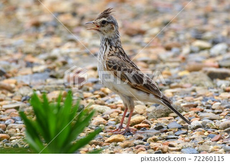 Singing Skylark Singing Skylark 72260115