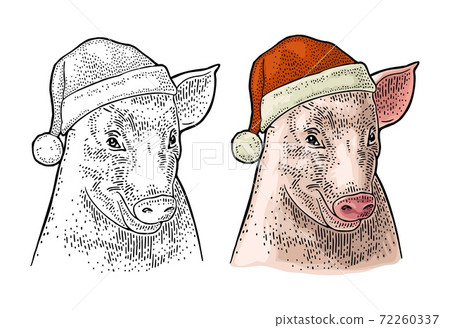 Pig head in Santa Claus hat. Vector color vintage engraving 72260337