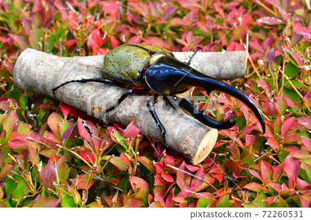 Hercules Hercules Hercules Hercules 72260531