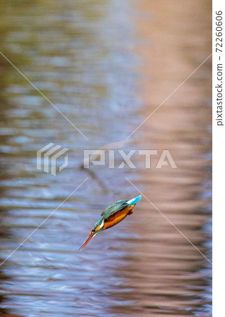 Flight of kingfisher 72260606