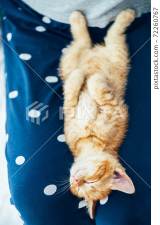 Cute ginger kitten sleeps 72260767
