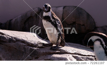 Humboldt penguins in the aquarium Humboldt penguins in the aquarium 72261107