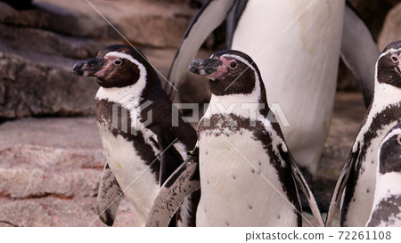 Humboldt penguins in the aquarium 72261108