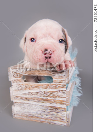 American Bulldog puppy dog is sitting in gift box American Bulldog puppy dog is sitting in gift box 72261478