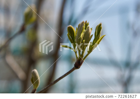 young green leaflets on a branch 72261627