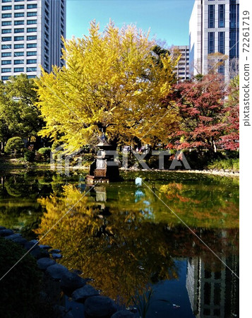 Yellow leaves 72261719