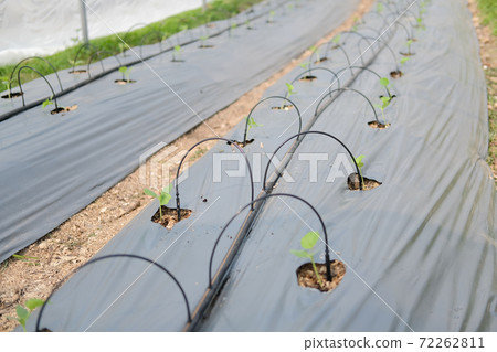 drip water irrigation system for growing melon plant drip water irrigation system for growing melon plant 72262811