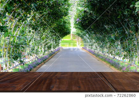 purple wreath Sandpaper Vine flower plant tree on pergola arbour purple wreath Sandpaper Vine flower plant tree on pergola arbour 72262860