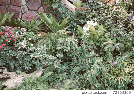 green leaves plant decorating in garden green leaves plant decorating in garden 72263309