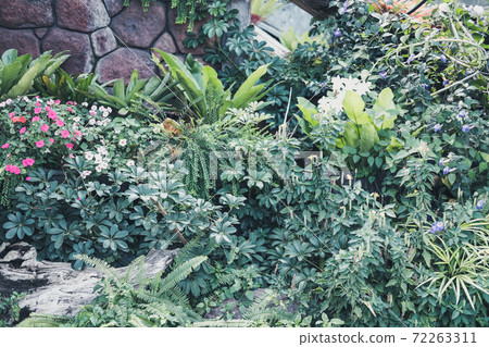 green leaves plant decorating in garden 72263311