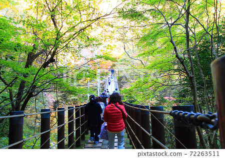Suspension bridge in Hananuki Gorge Autumn leaves 72263511
