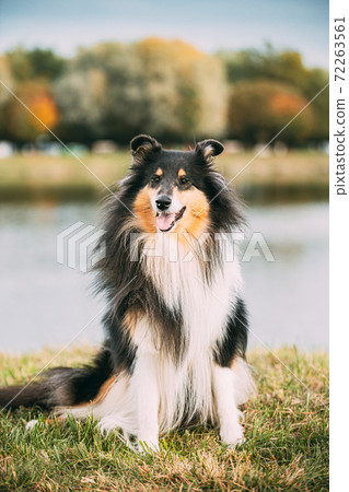Tricolor Rough Collie, Funny Scottish Collie, Long-haired Collie, English Collie, Lassie Dog Posing Outdoors On Lake Coast 72263561