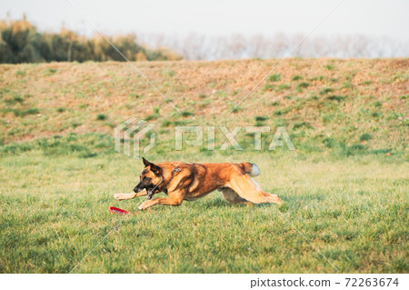 Malinois Dog Play Running With Plate Toy Outdoor In Park. Belgian Sheepdog Are Active, Intelligent, Friendly, Protective, Alert And Hard-working. Belgium, Chien De Berger Belge Dog Malinois Dog Play Running With Plate Toy Outdoor In Park. Belgian Sheepdog Are Active, Intelligent, Friendly, Protective, Alert And Hard-working. Belgium, Chien De Berger Belge Dog 72263674