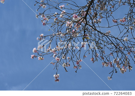 Seasonal cherry tree and blue sky Seasonal cherry tree and blue sky 72264083