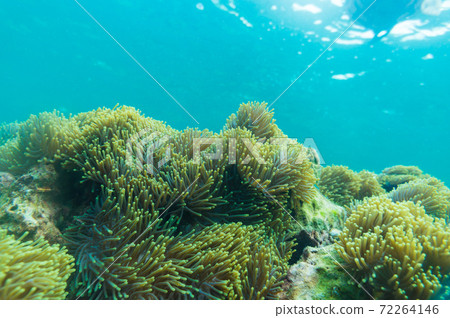 Colorful underwater coral reef tropical Andaman sea 72264146
