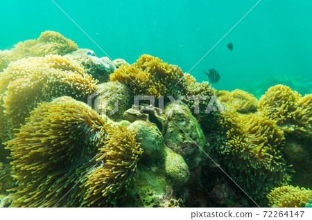 Colorful underwater coral reef tropical Andaman sea 72264147