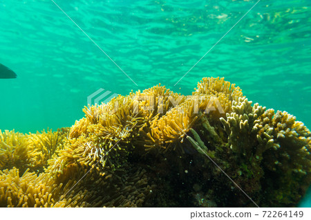 Colorful underwater coral reef tropical Andaman sea Colorful underwater coral reef tropical Andaman sea 72264149