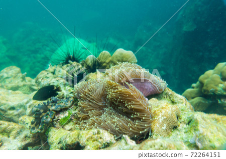 Colorful underwater coral reef tropical Andaman sea Colorful underwater coral reef tropical Andaman sea 72264151