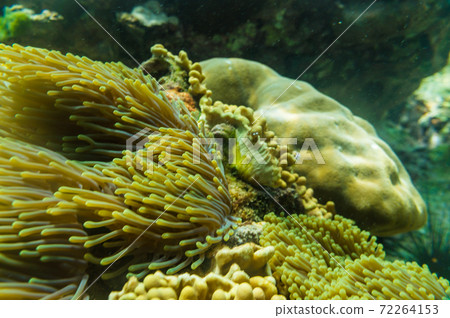 Colorful underwater coral reef tropical Andaman sea 72264153