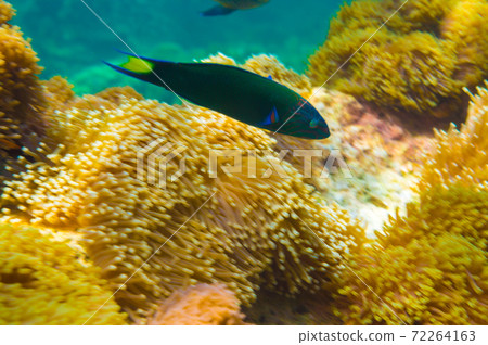 Underwater coral reef with fish and sun light 72264163