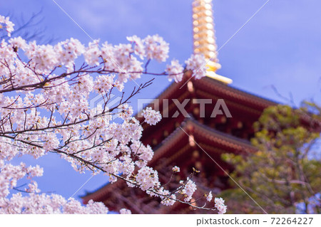 Five story tower and cherry Five story tower and cherry 72264227