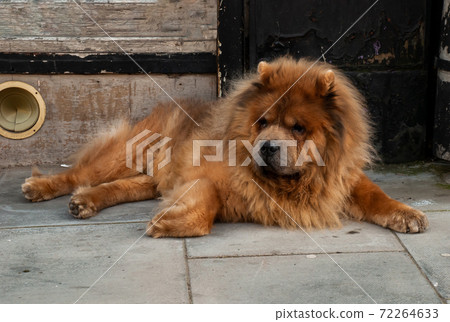 Brown chow chow sad dog lies on the doorstep of the house awaiting the arrival of the owner. 72264633