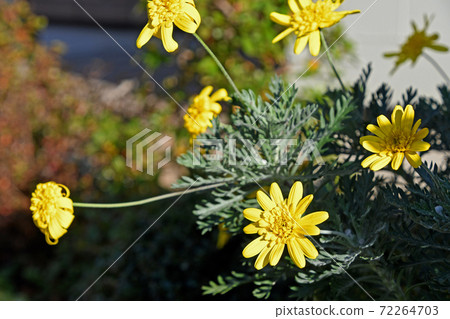 Yae Euryops Daisy Yae Euryops Daisy 72264703