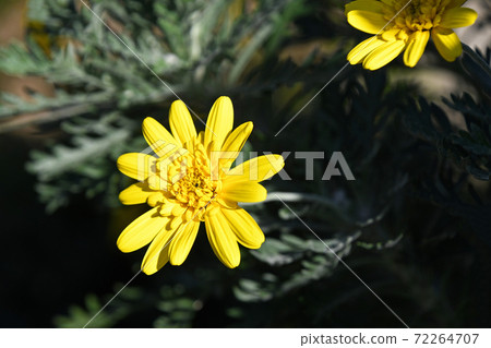 Yae Yuriops雛菊 72264707