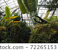 熱帶植物園 72265153