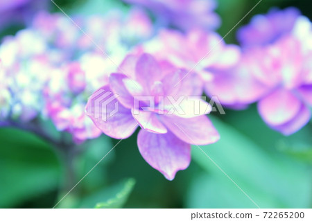 Purple hydrangea 72265200