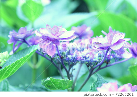 紫色繡球花 紫色繡球花 72265201