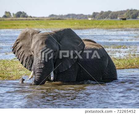 Adult elephant stands in river while drinking Adult elephant stands in river while drinking 72265452