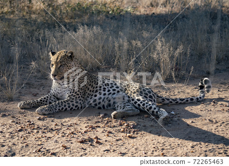 Leopard lying down in the dirt 72265463