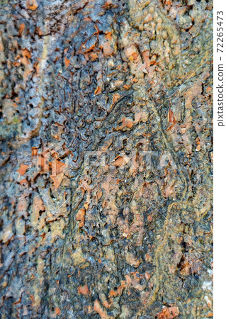 Blurred background texture of the bark of a tree Blurred background texture of the bark of a tree 72265473