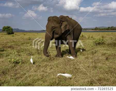 Elephant Eats Grass Surrounded By Egrets Picking Insects Elephant Eats Grass Surrounded By Egrets Picking Insects 72265525