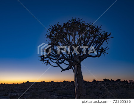 Quivertrees are unique to Namibiaq 72265526