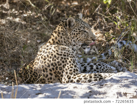 Leopard sits on sand, licking his chops while scanning the horizon 72265635