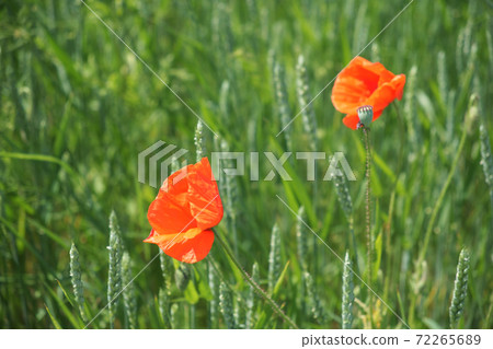 Two beautiful poppy flowers on a background of green herbs in summer. Red wildflowers. 72265689