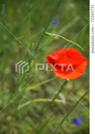 Bright red poppy flower. Wild flower with red petals. Bright red poppy flower. Wild flower with red petals. 72265731