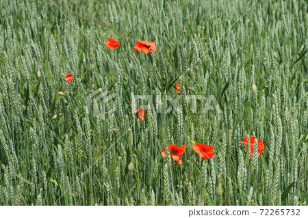 Red poppy among the field grasses in summer. Beautiful wildflowers. Untouched nature. 72265732