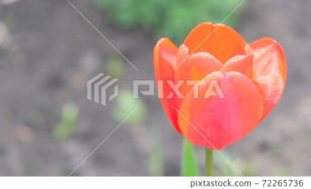 Beautiful pink tulip flower close up. Flower with pink petals on a blurred background. Beautiful pink tulip flower close up. Flower with pink petals on a blurred background. 72265736