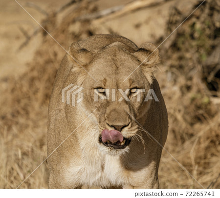 Female lion walks across dirt toad Female lion walks across dirt toad 72265741