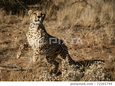 Cheetah leaps at an unseen bird Cheetah leaps at an unseen bird 72265744