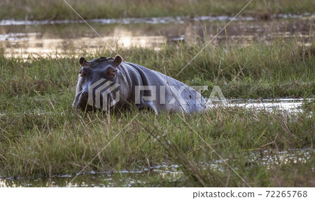 A hippo looks at the photographer as takes a break from eating in the marsh A hippo looks at the photographer as takes a break from eating in the marsh 72265768