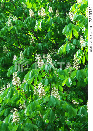 Thick branches of a blossoming chestnut. Floral background. Thick branches of a blossoming chestnut. Floral background. 72265804