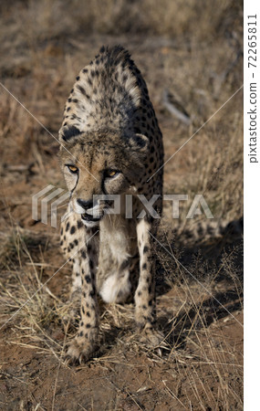 Cheetah sits on his haunches Cheetah sits on his haunches 72265811